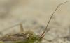 Closterotomus trivialis